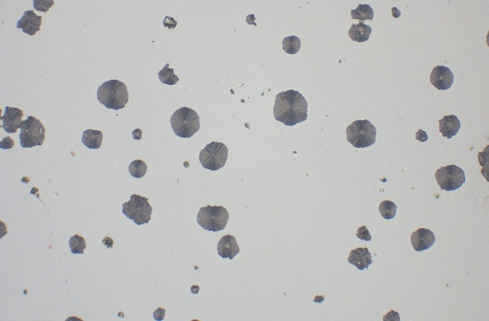 Präparation der Probe